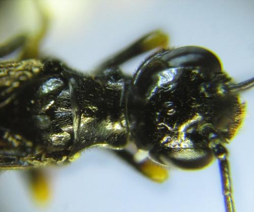 Cephus fumipennis