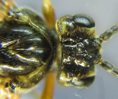 Réf. 261 903 : Tenthredopsis (nassata-scutellaris)