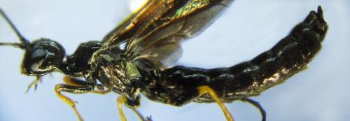 Cephus fumipennis