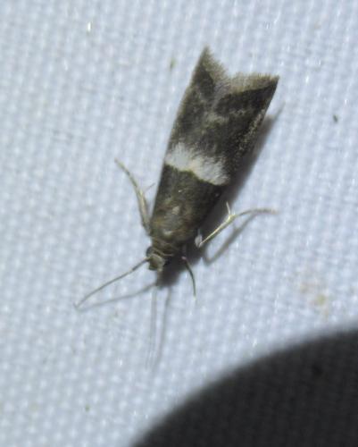 Réf. 261 215 : Elegia similella