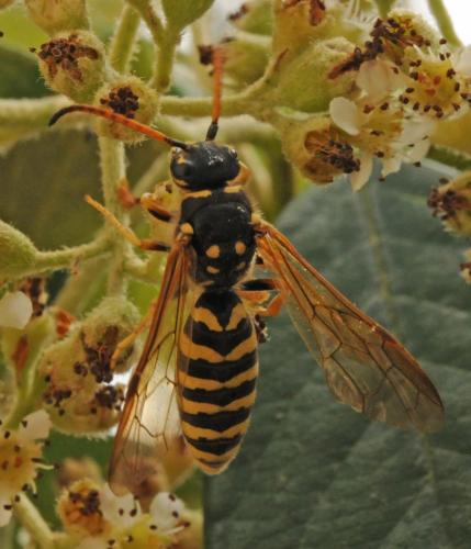 Polochrum repandum