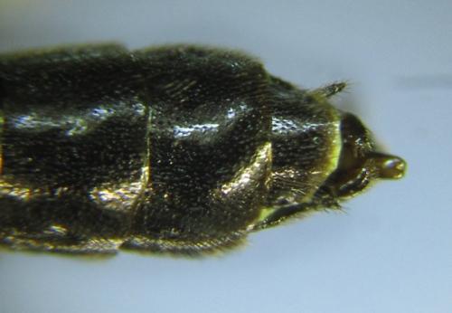 Cephus fumipennis