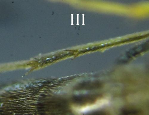 Calameuta pallipes