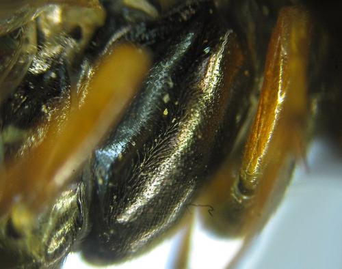 Réf. 261 904 : Tenthredopsis (nassata-scutellaris)