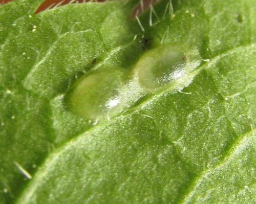 Réf. 261 409 : Macrophya infumata