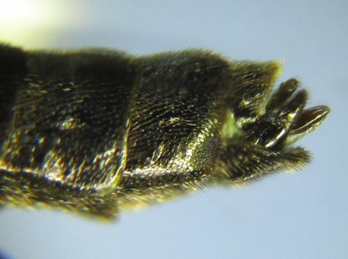 Cephus fumipennis