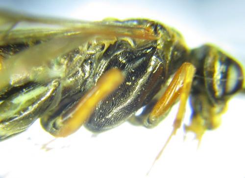 Réf. 261 905 : Tenthredopsis (nassata-scutellaris)