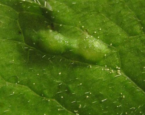 Réf. 261 410 : Macrophya infumata