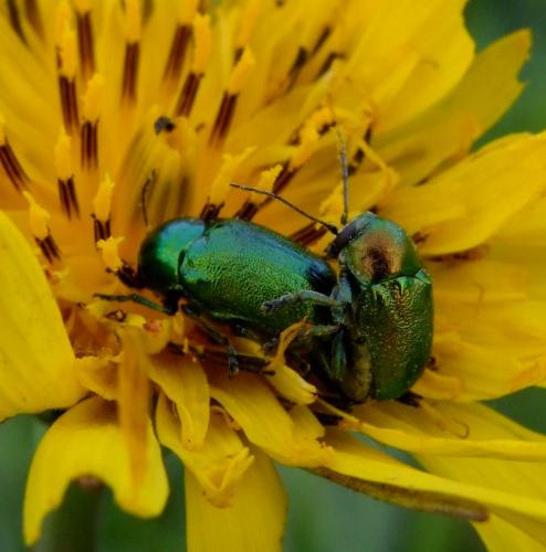 Cryptocephalus sp.