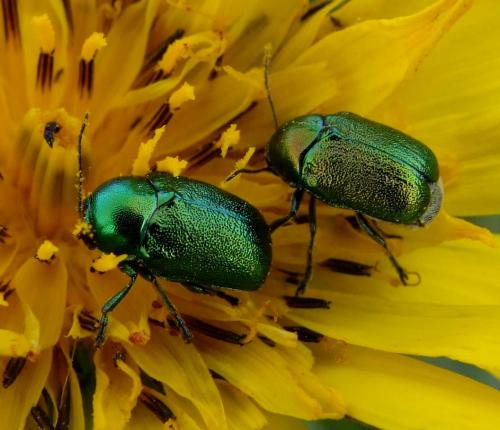 Cryptocephalus sp.