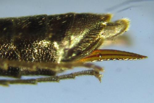 Calameuta pallipes