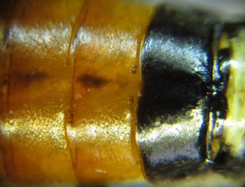 Réf. 261 906 : Tenthredopsis (nassata-scutellaris)