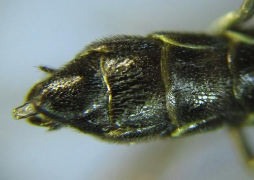 Réf. 261 437 : Cephus fumipennis