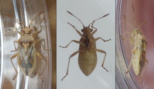 Rhopalus rufus