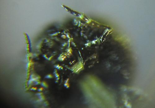 Calameuta pallipes