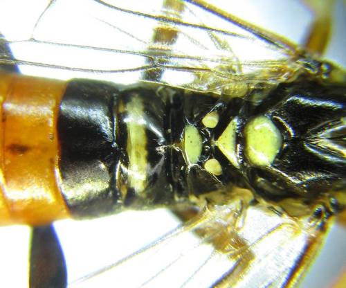 Réf. 261 907 : Tenthredopsis (nassata-scutellaris)