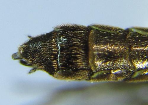 Cephus fumipennis