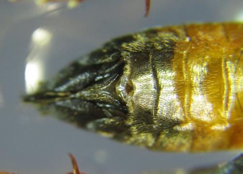 Réf. 261 908 : Tenthredopsis (nassata-scutellaris)