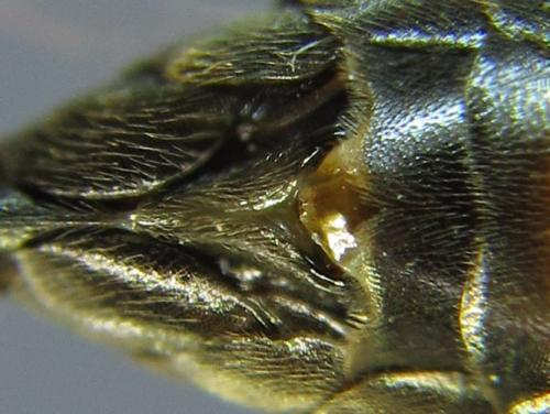 Réf. 261 909 : Tenthredopsis (nassata-scutellaris)