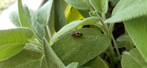 Harmonia axyridis