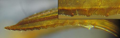 Réf. 261 910 : Tenthredopsis (nassata-scutellaris)