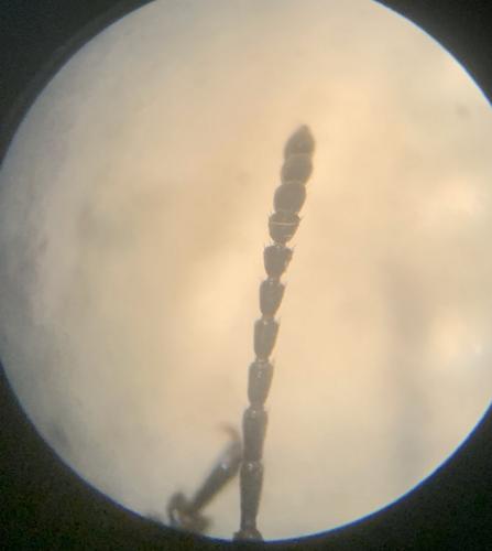 Silpha sp.