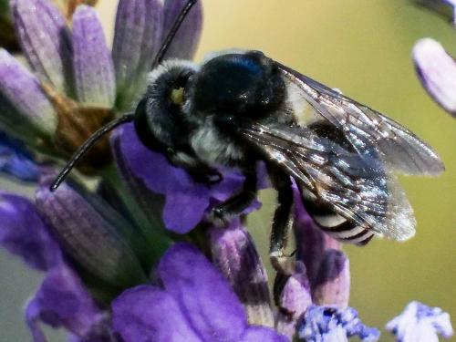 Réf. 261 050 : Ammobatoides scriptus