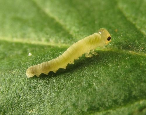 Réf. 261 411 : Macrophya infumata