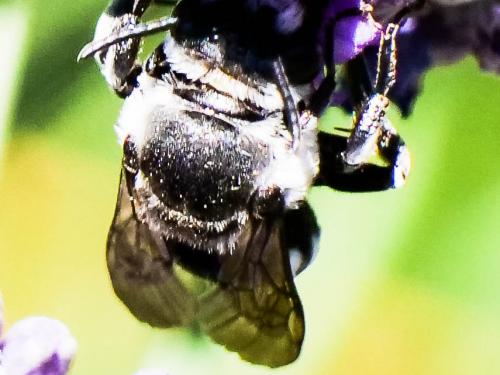 Ammobatoides scriptus