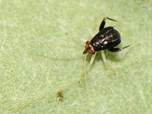 Réf. 261 145 : Halticus luteicollis