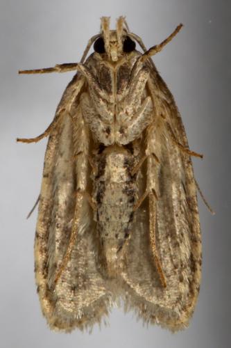 Réf. 261 004 : Agonopterix sp.