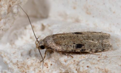 Réf. 261 003 : Agonopterix sp.