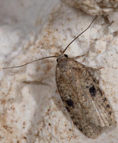 Réf. 261 002 : Agonopterix sp.
