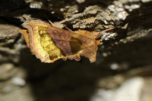Réf. 261 146 : Diachrysia chrysitis
