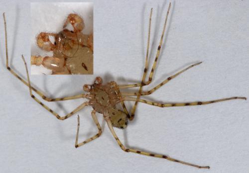 Réf. 261 238 : Scytodes thoracica