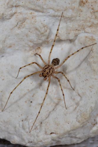 Réf. 261 236 : Scytodes thoracica