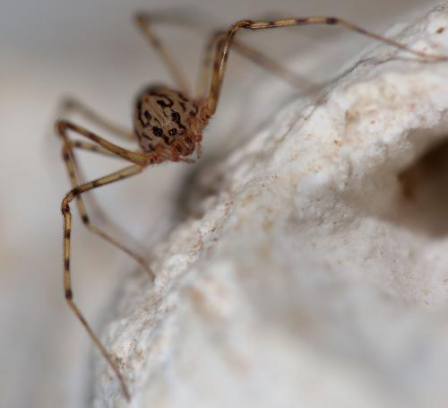 Réf. 261 237 : Scytodes thoracica