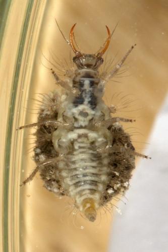 Pseudomallada sp.