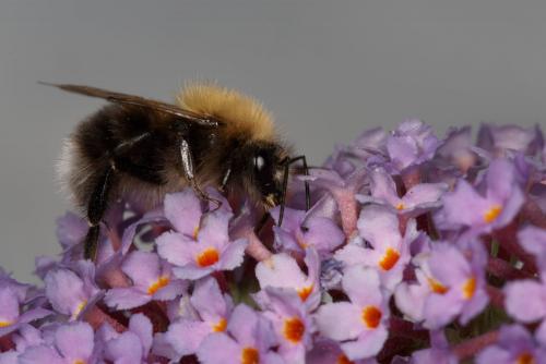 Bombus hypnorum