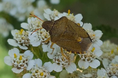 Peribalus strictus