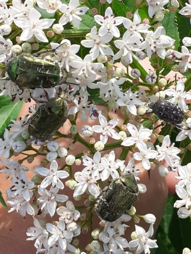 Réf. 261 262 : Cetonia aurata