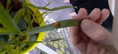 Harmonia axyridis