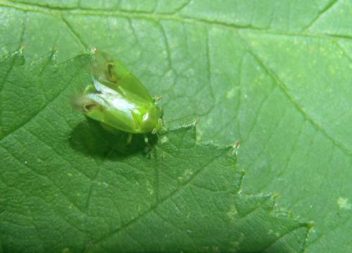 Apolygus lucorum