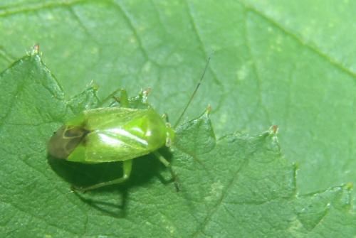 Apolygus lucorum
