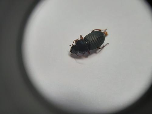 Harpalus rubripes