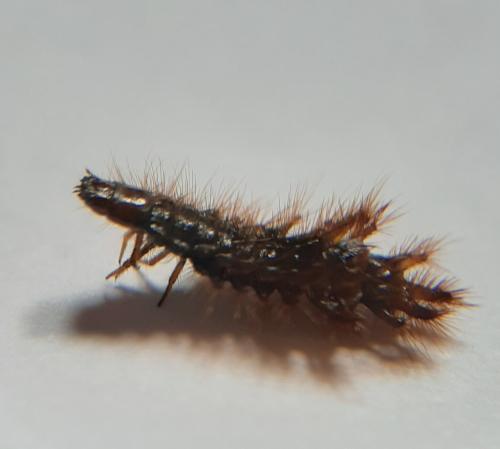 Drilus flavescens
