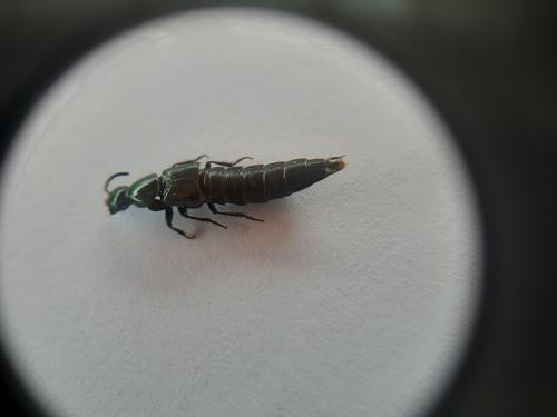 Réf. 261 761 : Staphylininae inconnu