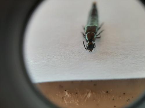 Réf. 261 776 : Staphylininae inconnu