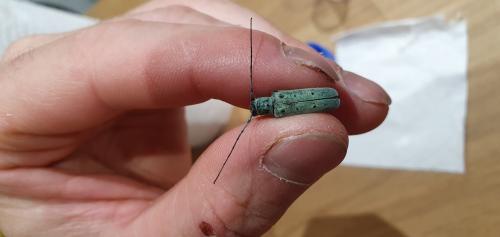Saperda octopunctata