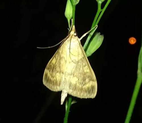 Réf. 261 800 : Ostrinia nubilalis